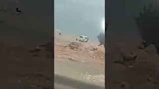 Mersin tassucu  bogsak  arası video. cekim