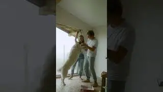 Unconditional Love: Heartwarming Dog Moments to Melt Your Heart #fyp #viral #adventure