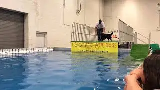 Blue Ridge Canine Tucker Dock Diving