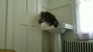 My cat can open round door knobs