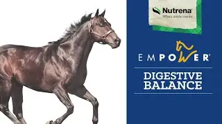 Nutrena Empower Digestive Balance Horse Supplement