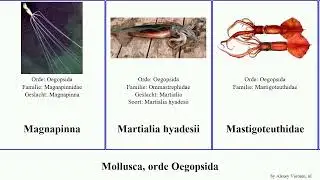 Mollusca, orde Oegopsida magister gigas pacificus reuzeninktvis Moroteuthis kolossale talismani