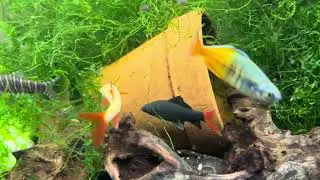 Redtail Shark, Rainbow Shark Week4