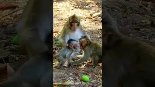 Aww funny small baby monkey playing with good brother well