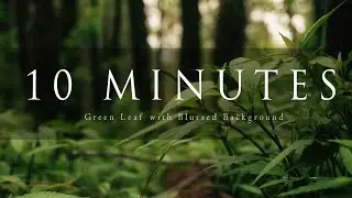10 Minute of Green Leaf with Blurred Background