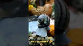 mysterious snailtime with Gem rocks. #snail #aquarium #angelfishtank #shorts #fish