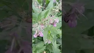 Едра, мъхеста и жили многократно #garden #nature #insects