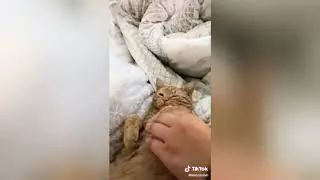 The cleaning cat? Yeah, it's real | Tik tok Cat Compilation |