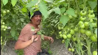 कृषि क्रान्ति अर्गानिक फर्म || टमाटरको पात आटछाट गर्दै || Tomato Cultivation || KN Krishi Nepal