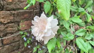 Late Spring Garden Tour | UK Garden | Mum of 5