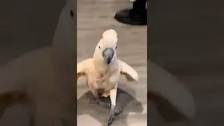 cacatua