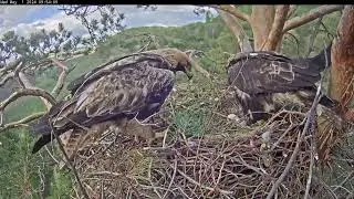 1/4/24 ☀️🦅 Morning Changeover & Change-Back ☀️🦅 Утренняя пересменка и обратная
