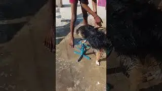 Jaggu ki champi 