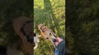 Flora is happy in her foster home in Germany She is another dog there! &Eta; Flora &epsilon;ί&nu;&alpha;&iota; &pi;&omicron;&lambda;ύ &chi;&alpha;&rho;&omicron;ύ&mu;&epsilon;&nu;&eta;