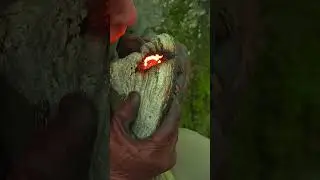 This mushroom is better than a lighter  #education #survival #firemaking #survivaltips #bushcraft