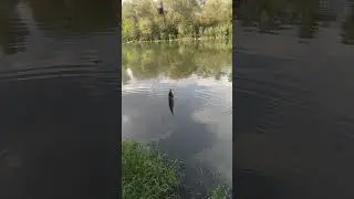 #dunav #fishing #feederfishing #carpfish #carpfishing #feeder #fish