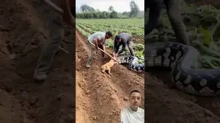 Does anyone understand what happened? 🤔😱 #agriculture #snake #farming #viralshort