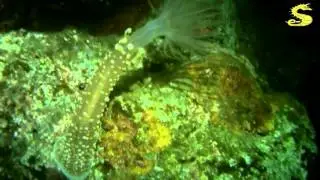 Night diving in  Radazul, by e-Submarinismo.es 20121122