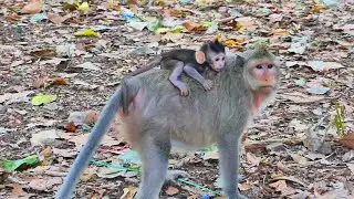 The tiny baby monkey try to hugging mom but mom not so care