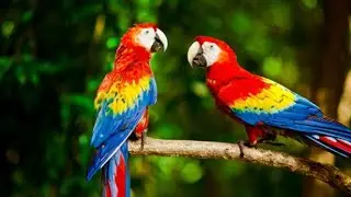 Top 10 Most Colorful Animals In The World