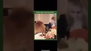 Irish Dog Training