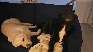 Funny Labrador barks at her sneeze