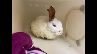 Abandoned Pet Rabbit Killed- A Rant About Serial Killers, Animal Control and  People In General