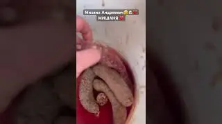 Яркий, большой Мишаня 💔🐶🥹 без шансов на пристройство 😒🥲