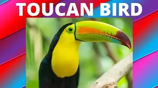 Toucan Bird Beautiful Bird and Toucan Bird Sound