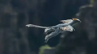 Anchiornis huxleyi