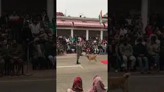 Amazing  ⚔️ BSF 👮Dog 🐕 Parade at Suchetgarh. #bsf #army #viral #shorts #nationfirst #prideofindia