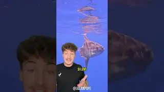 LE PIRE POISSON DE LA TERRE ? 💀