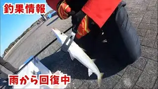 【釣果情報：良型アジ、カマス、チヌ】12月25～27日の宮崎港