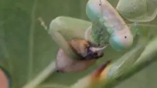Mante religieuse en Vid&eacute;o Macro 5:1 By Jied Nabil