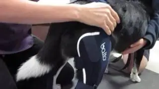 Video Fit a Balto Knee Brace