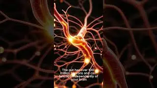 You Have a Second Brain in Your Gut. #DidYouKnow #HumanBiology #GutBrain #shorts