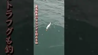 伊勢湾はアオハタ＆真鯛だらけで鯛カブラに当たりまくりでしたね！