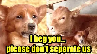 The story of a dog crying farewell to a cow || Spirit Of Life