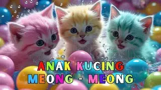 KUCING MANDI BOLA - ANAK KUCING MEONG MEONG - Kucing Lucu - Kucing Anabul