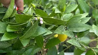 Цитрусы 🍊🍋 , екзоти 🍈🥭🥑🍌в теплицях та на вулиці у червні , Київська область.