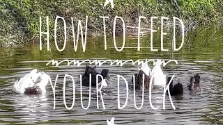 #ducklife #feeding #duckling #duckupdate #duck ##ducklifestyle #children #playwithduck #childvideo $