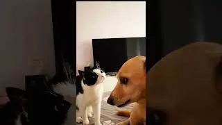 cat afraid of dog ? #cat #respect #usa