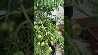 June plum tree