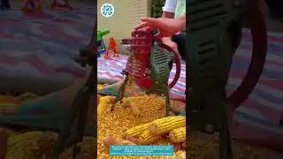 Efficient Corn Thresher for Direct Sales | High-Speed Shelling Machine 🌽