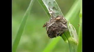 The spider's mud pot
