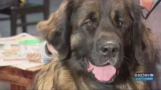 Boy with autism raising money for service dog
