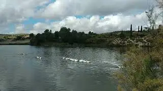 Embalse de Noblejas - Patos