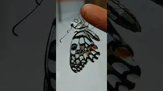 Lime Swallowtail Butterfly#Flapping its wings#Proboscis Activity 🤍🖤