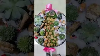 DIY Succulent arrengement #succulentdecor #succulentarrangement #trendingshorts #shorts #viralshorts