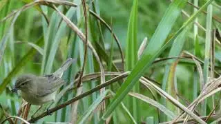 Chiffchaffs nesting